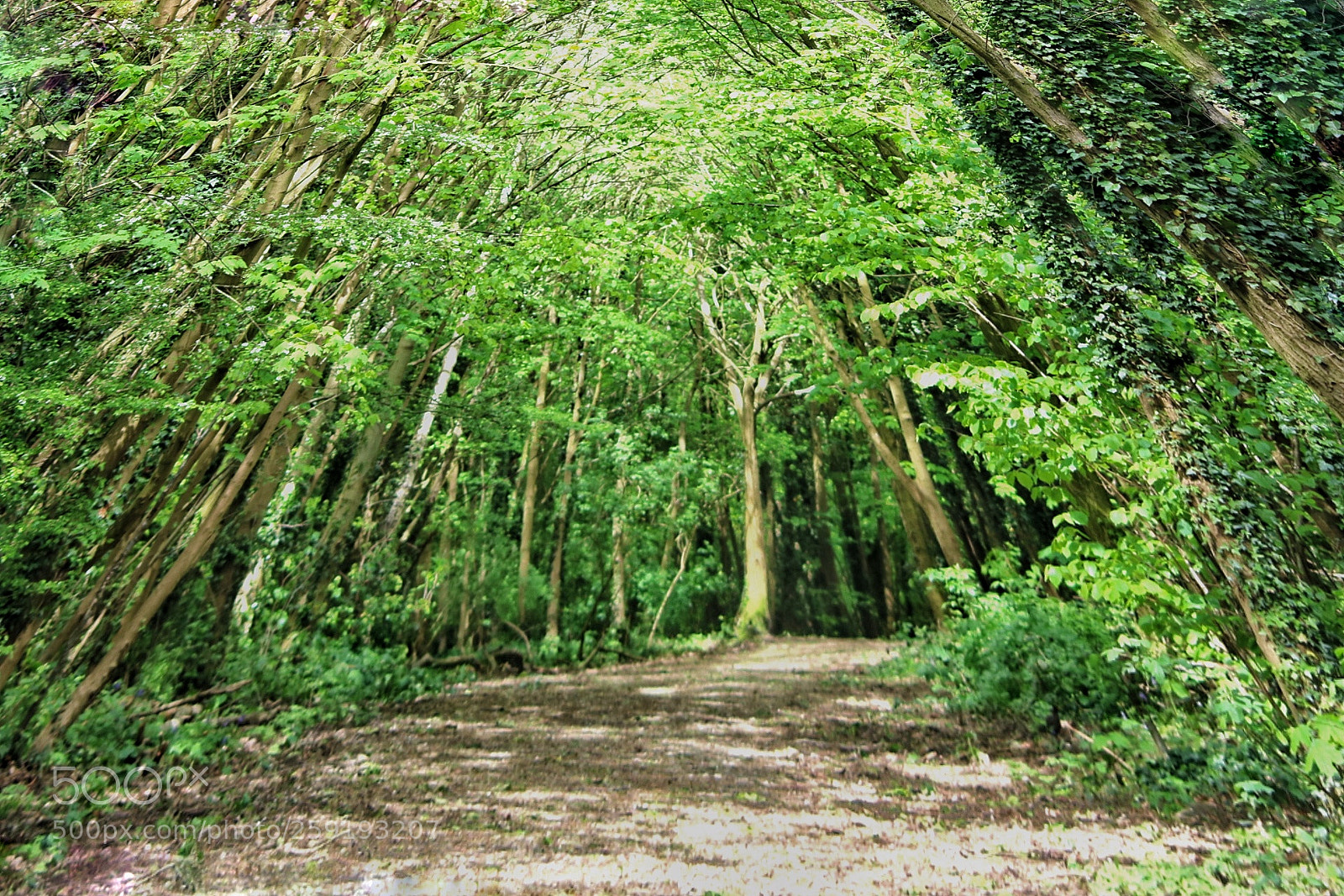Canon EOS 750D (EOS Rebel T6i / EOS Kiss X8i) sample photo. Green scene photography