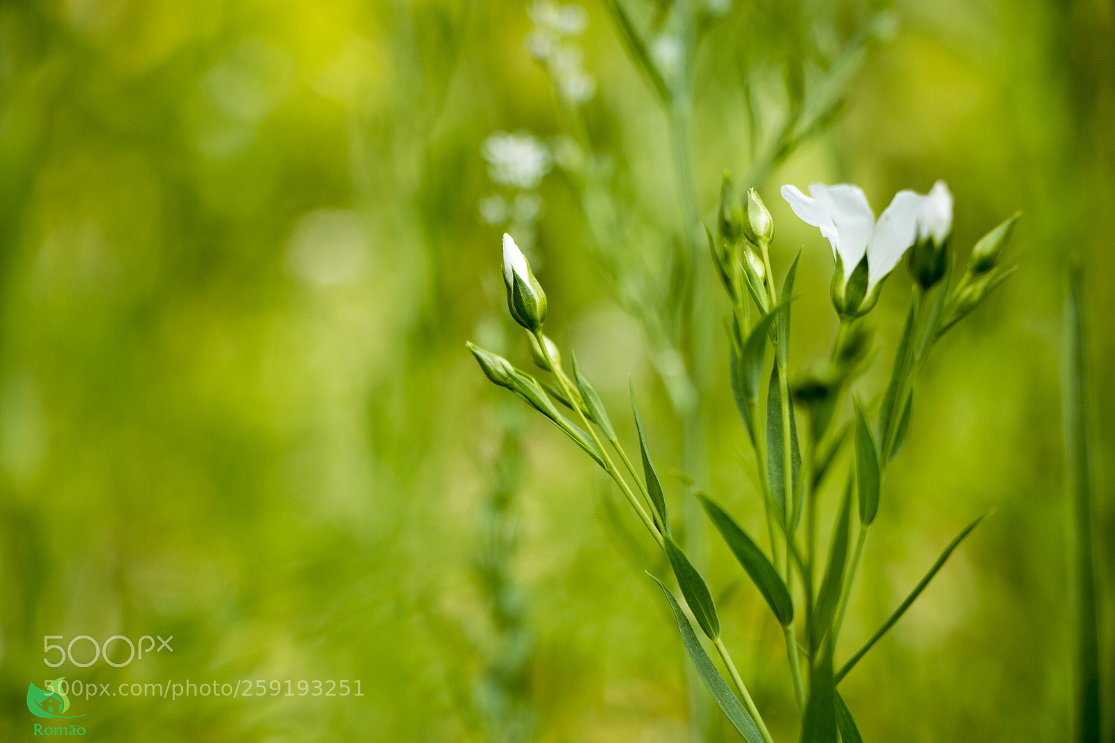 Canon EOS 70D sample photo. Grass photography