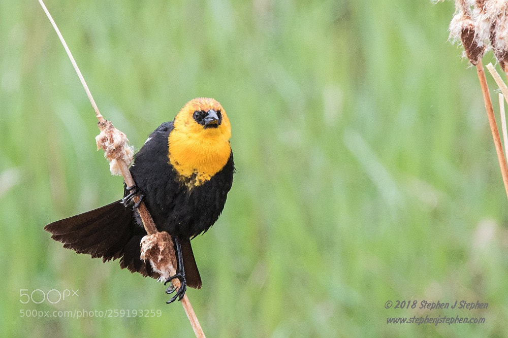 Canon EOS 7D Mark II sample photo. Yellow headed blackbird photography