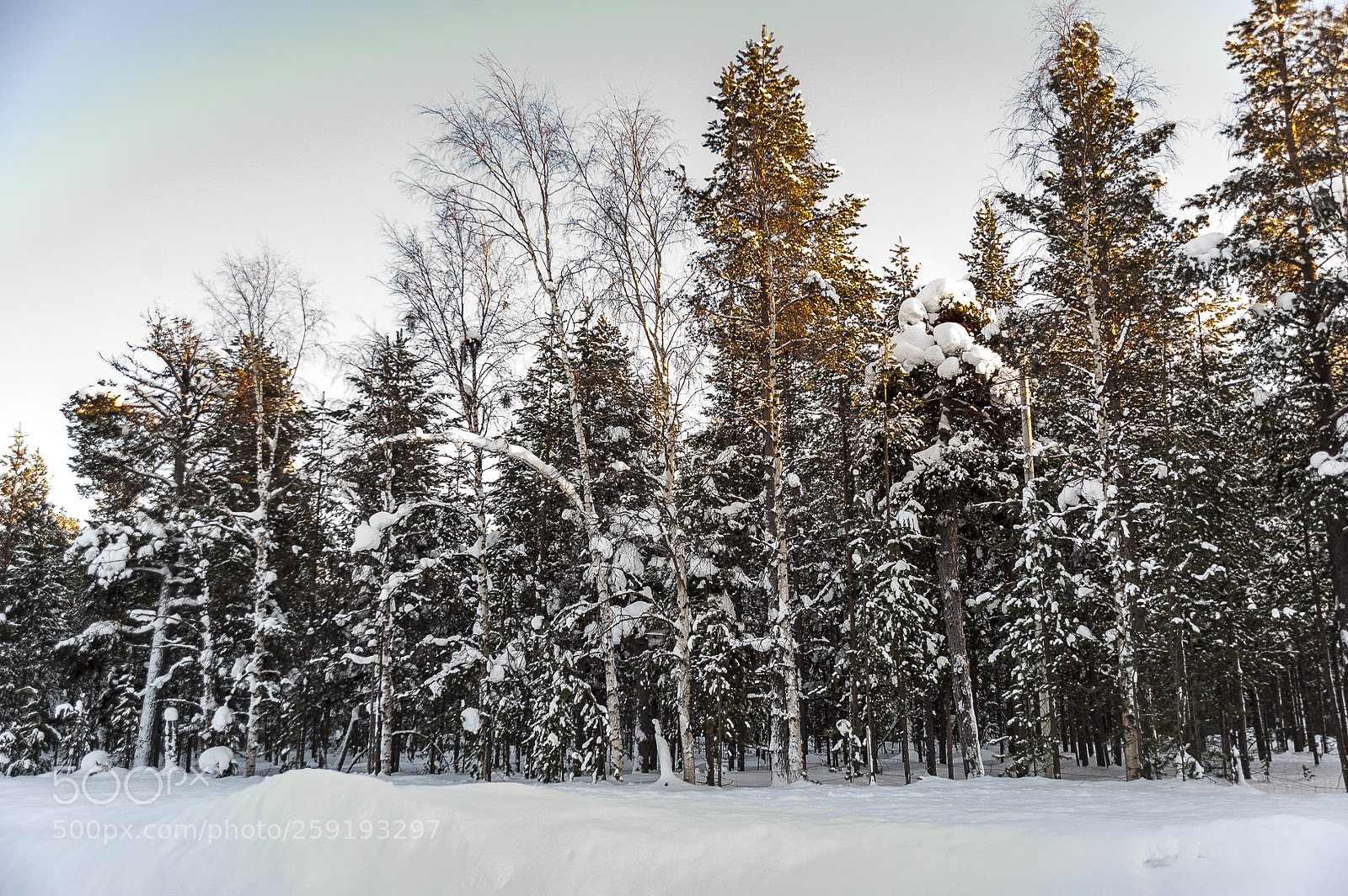 Nikon D700 sample photo. Inari photography