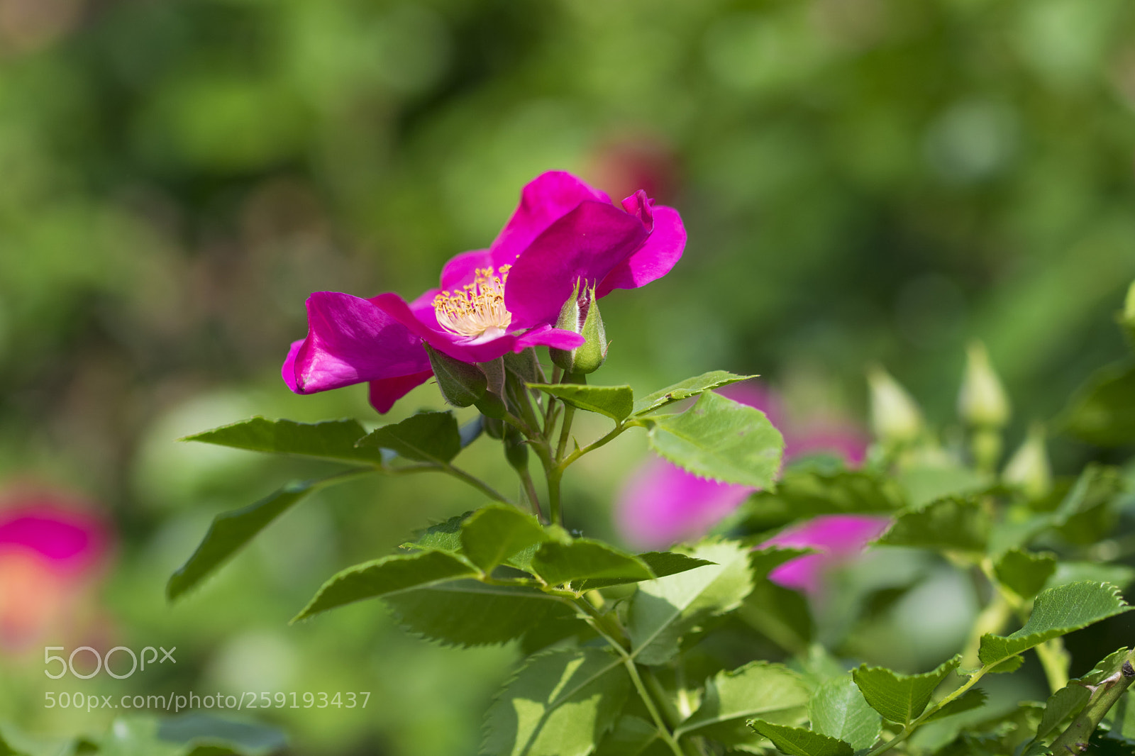 Nikon D5300 sample photo. Roses. photography