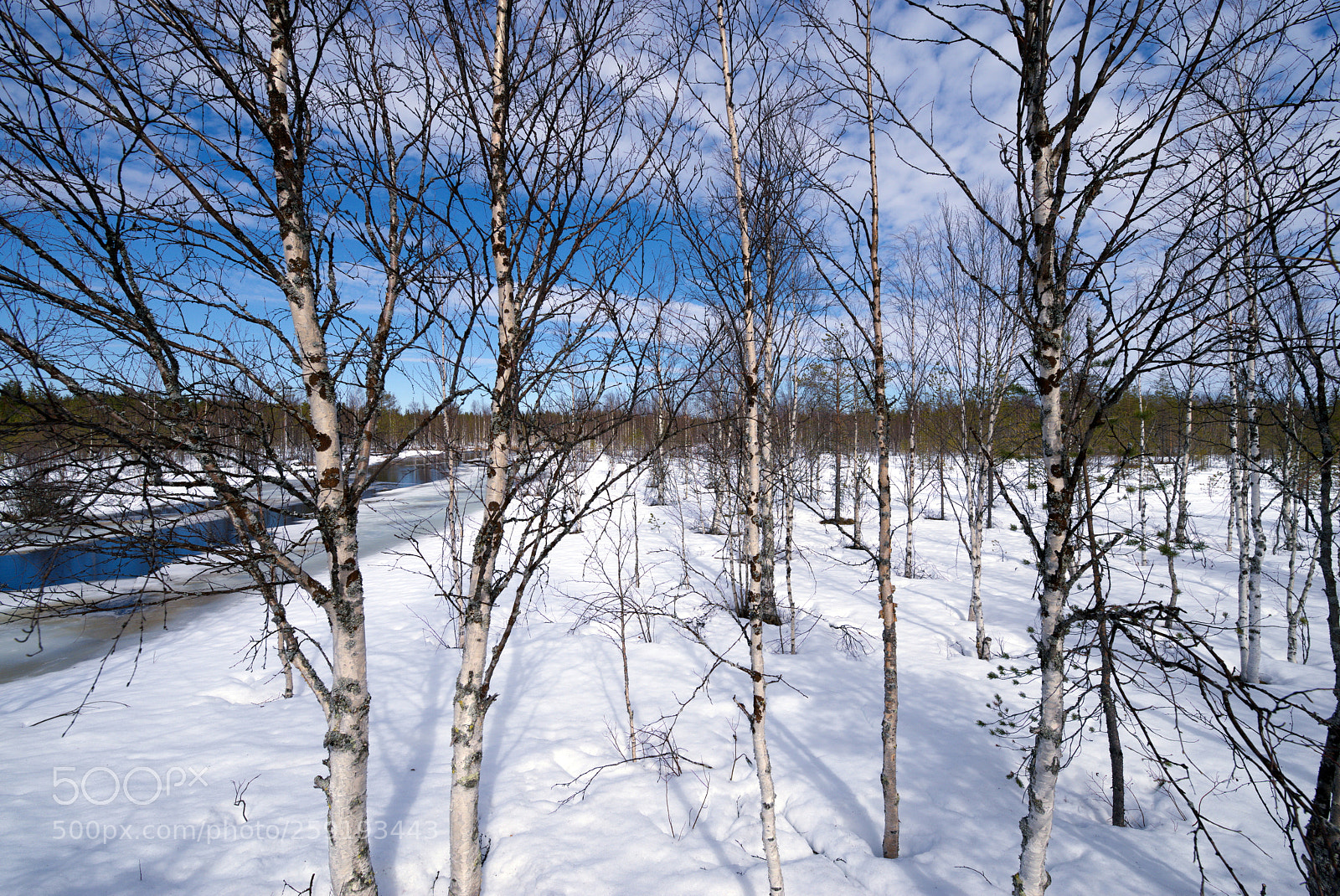 Pentax K-1 sample photo. Birch trees and river photography