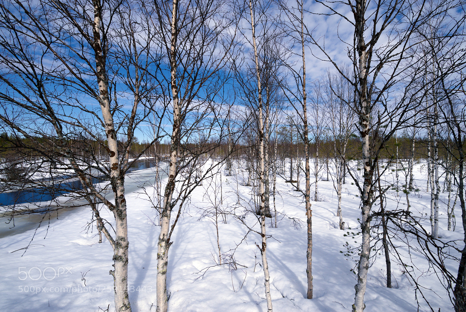 Pentax K-1 sample photo. Birch trees and river photography