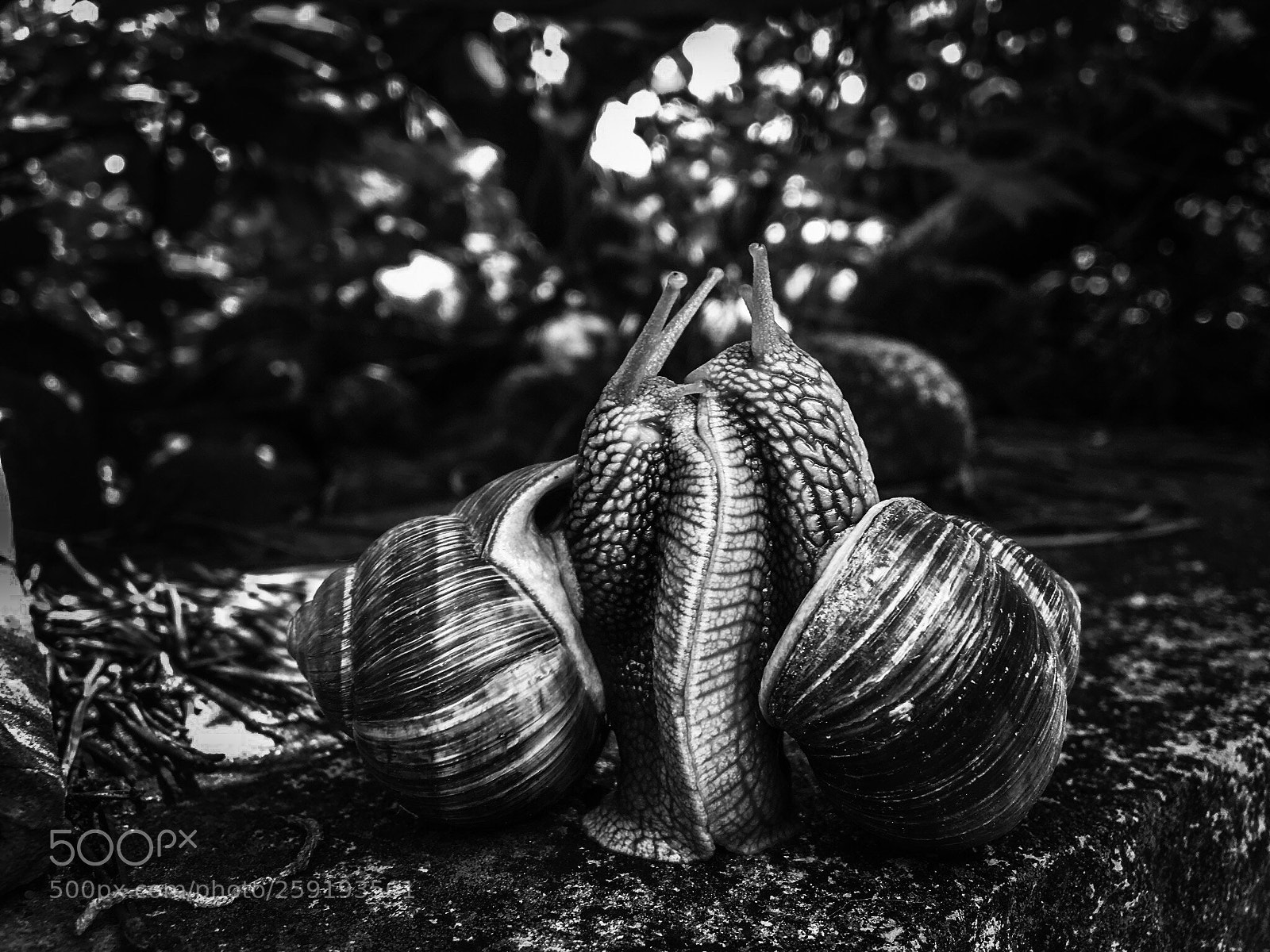 Apple iPhone 6s sample photo. Snailsex photography