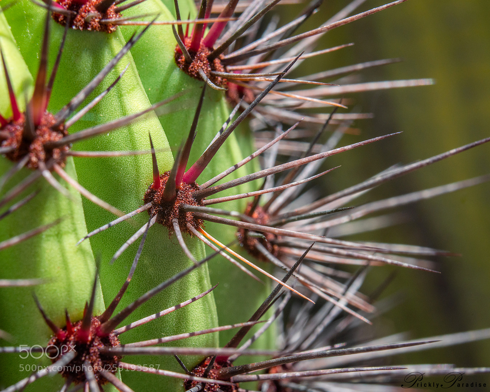Nikon D800 sample photo. Prickly paradise organ pipe photography