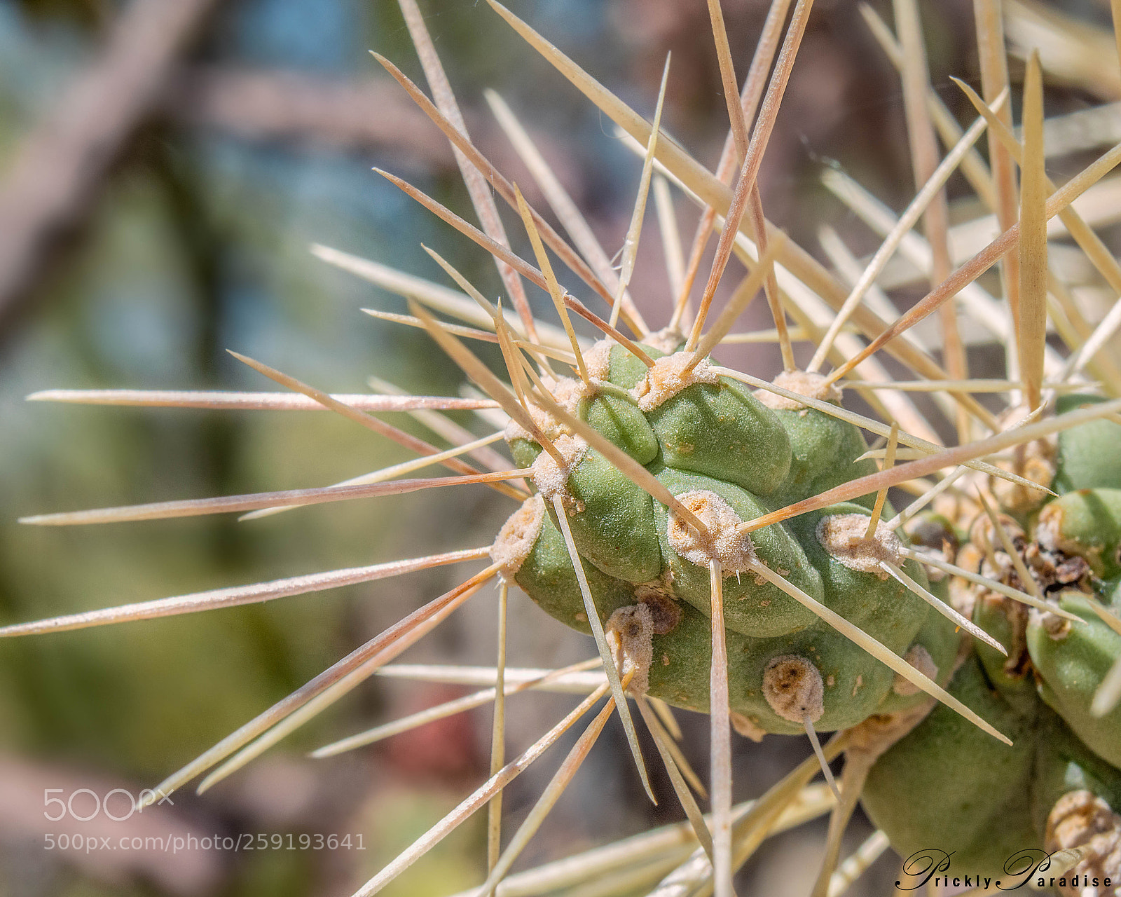 Nikon D800 sample photo. Prickly paradise: jumping cholla photography