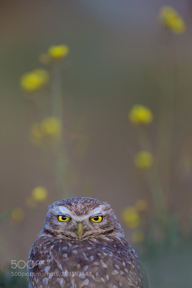 Canon EOS-1D X sample photo. Lechuza y flores photography