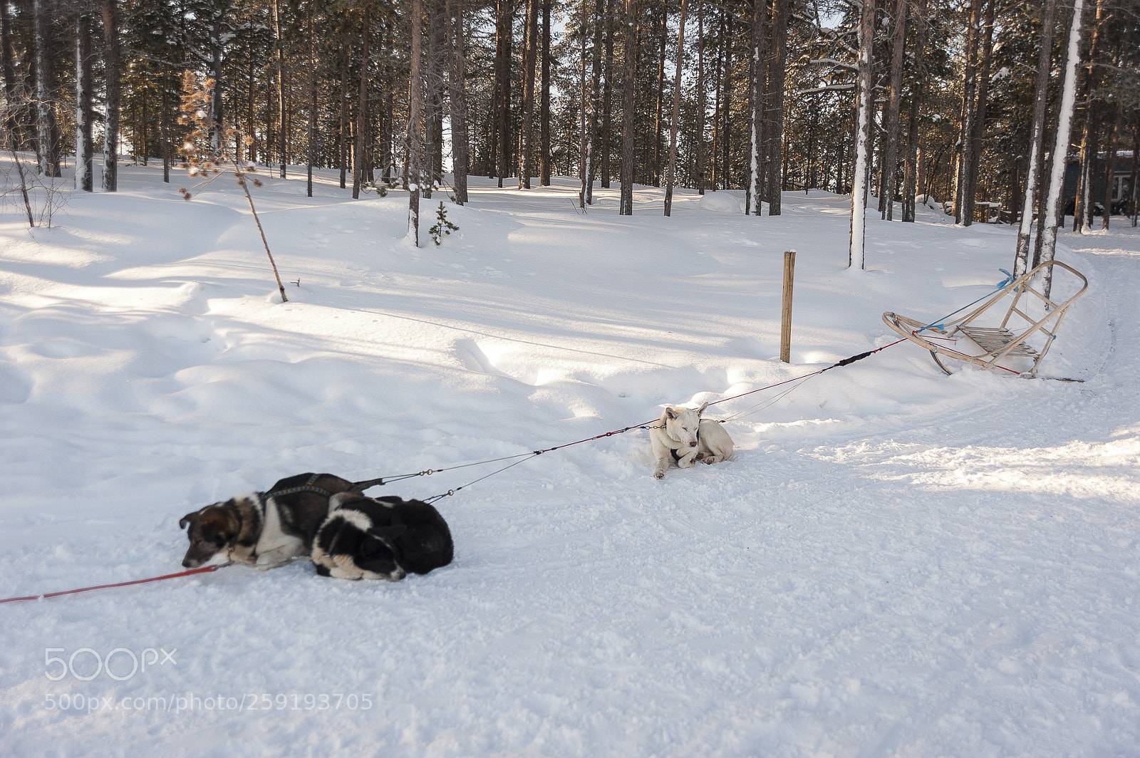 Nikon D700 sample photo. Huskies photography