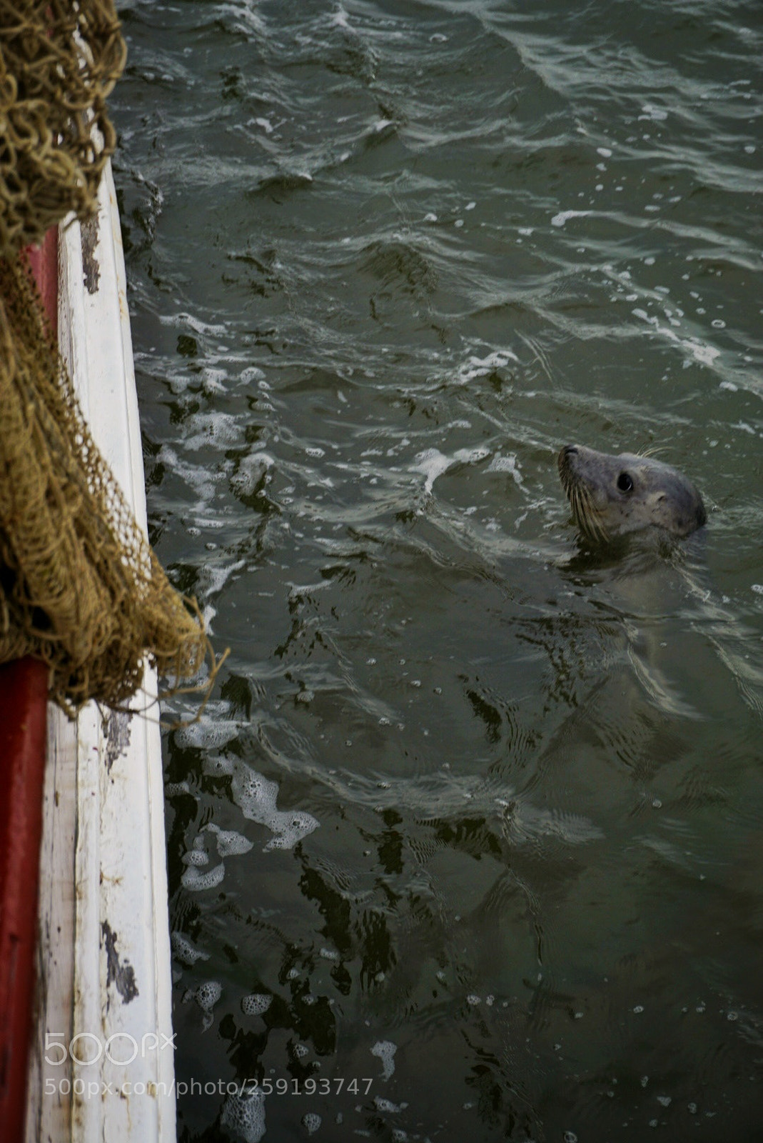Sony a6000 sample photo. Seal photography