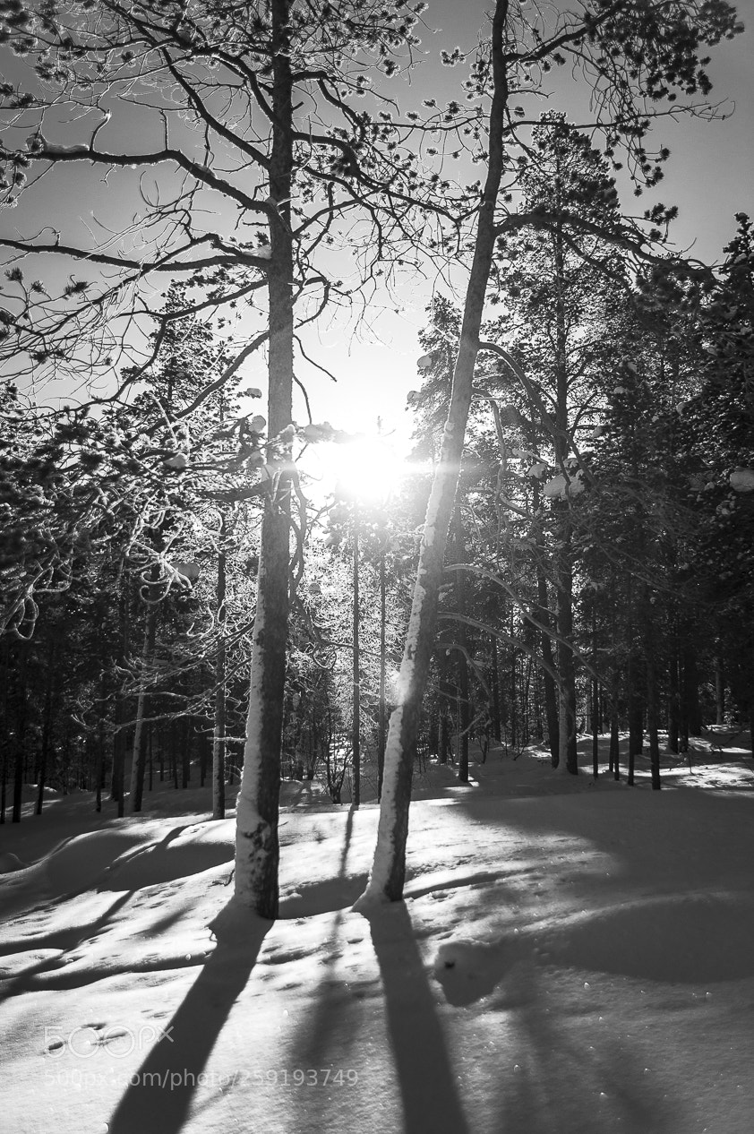 Nikon D700 sample photo. Huskies photography