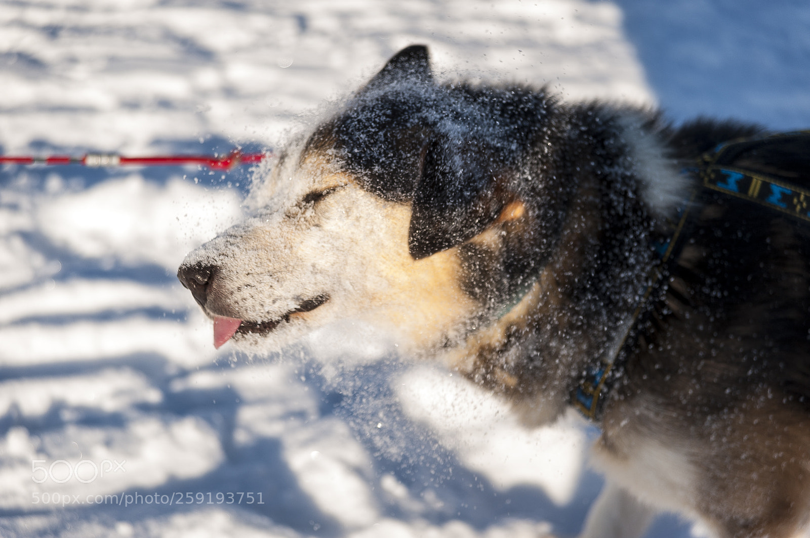 Nikon D700 sample photo. Huskies photography