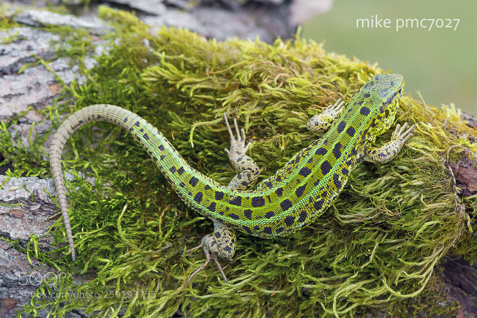 Nikon D7100 sample photo. The sand lizard (male) photography