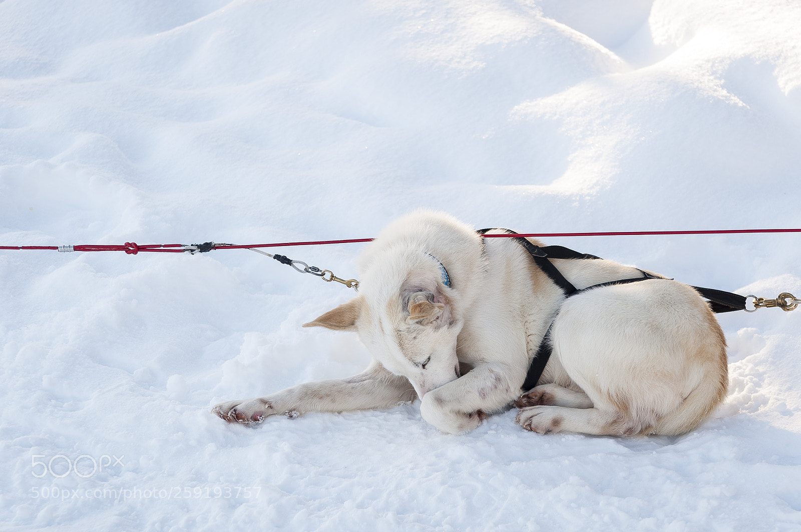 Nikon D700 sample photo. Huskies photography