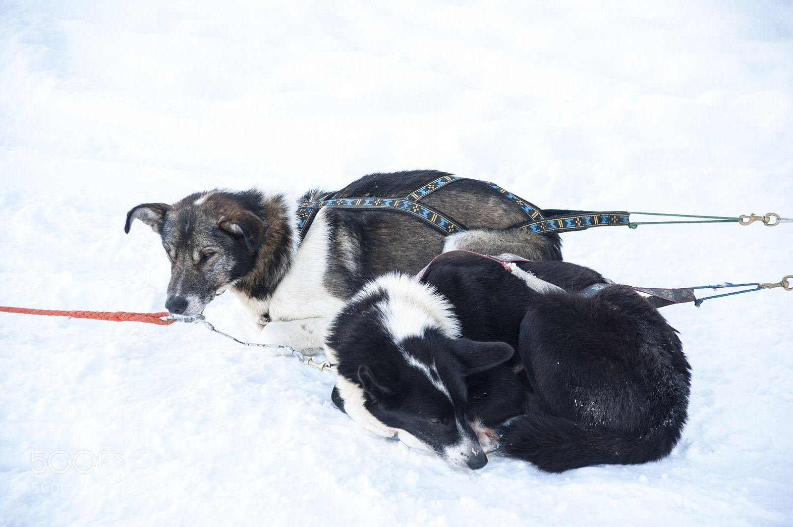 Nikon D700 sample photo. Huskies photography