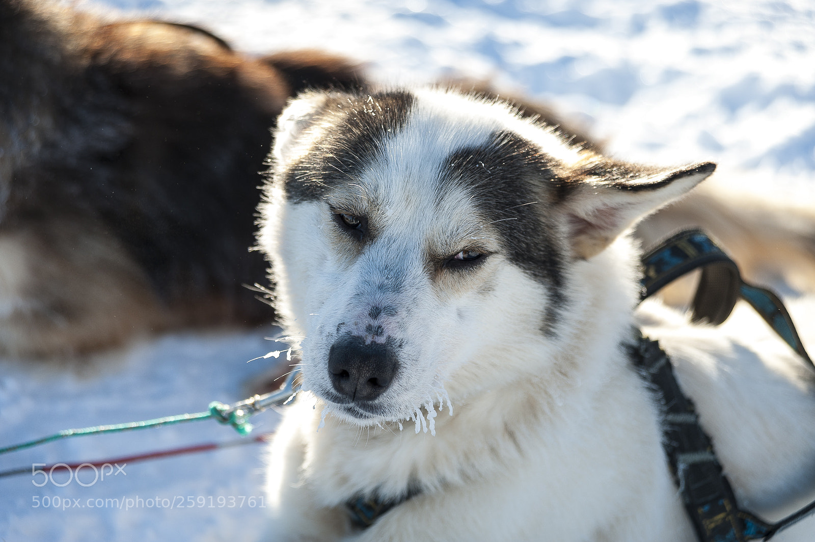 Nikon D700 sample photo. Huskies photography