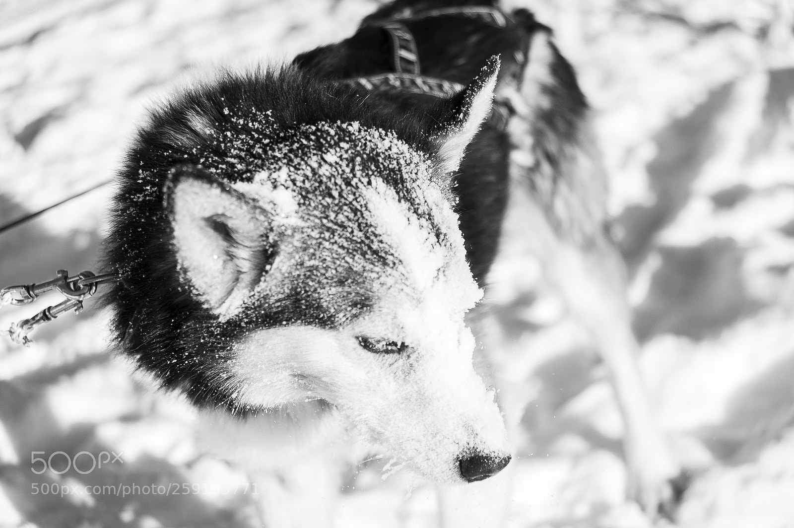 Nikon D700 sample photo. Huskies photography