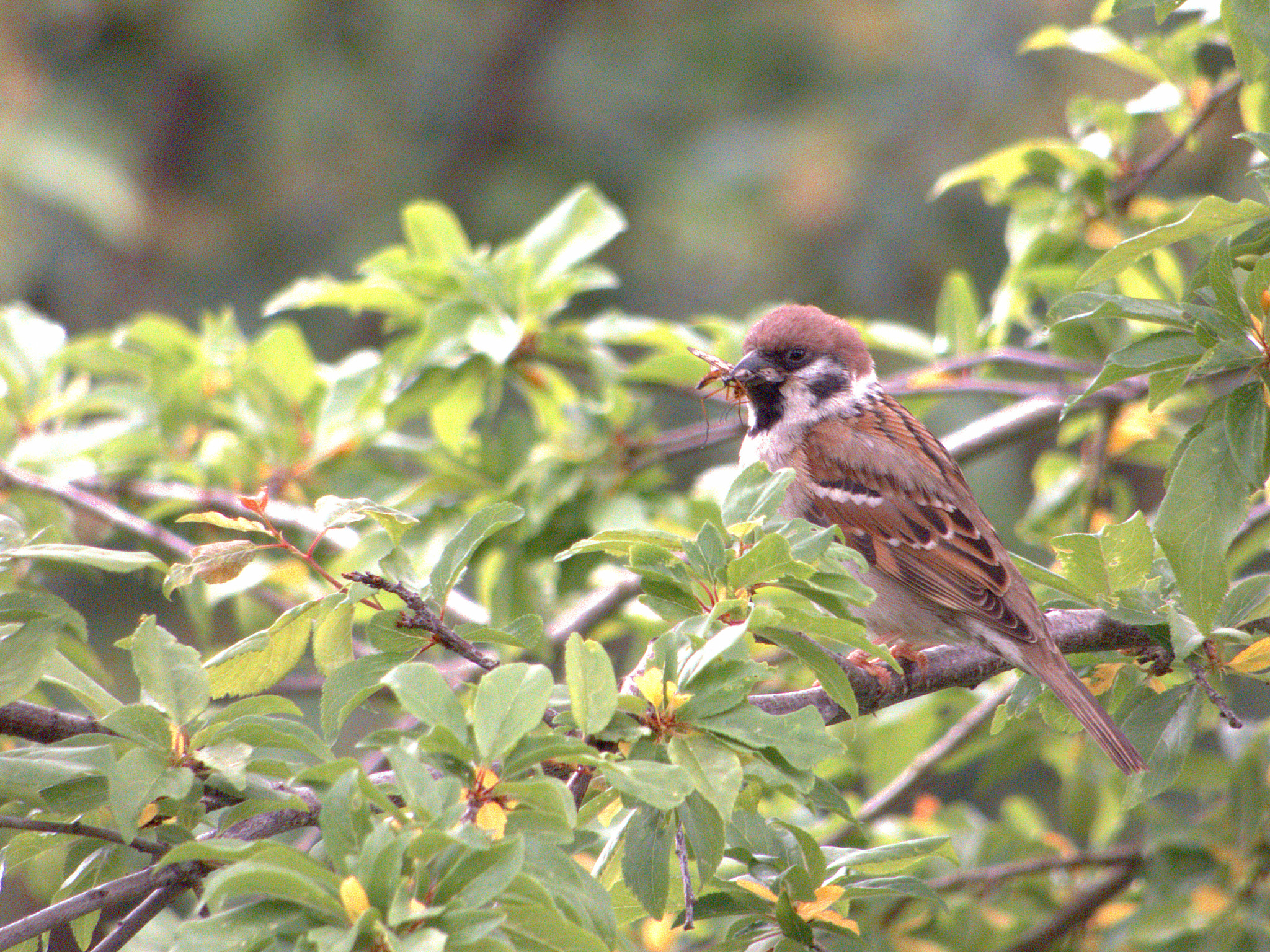 Panasonic DC-FZ83 sample photo. Mountain sparrow feeding photography