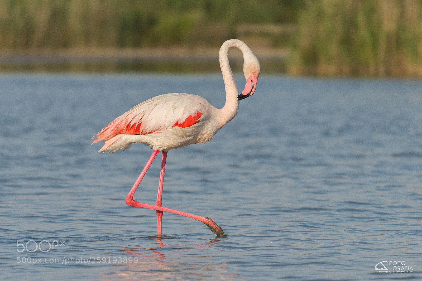 Nikon D810 sample photo. Fenicottero al tramonto photography
