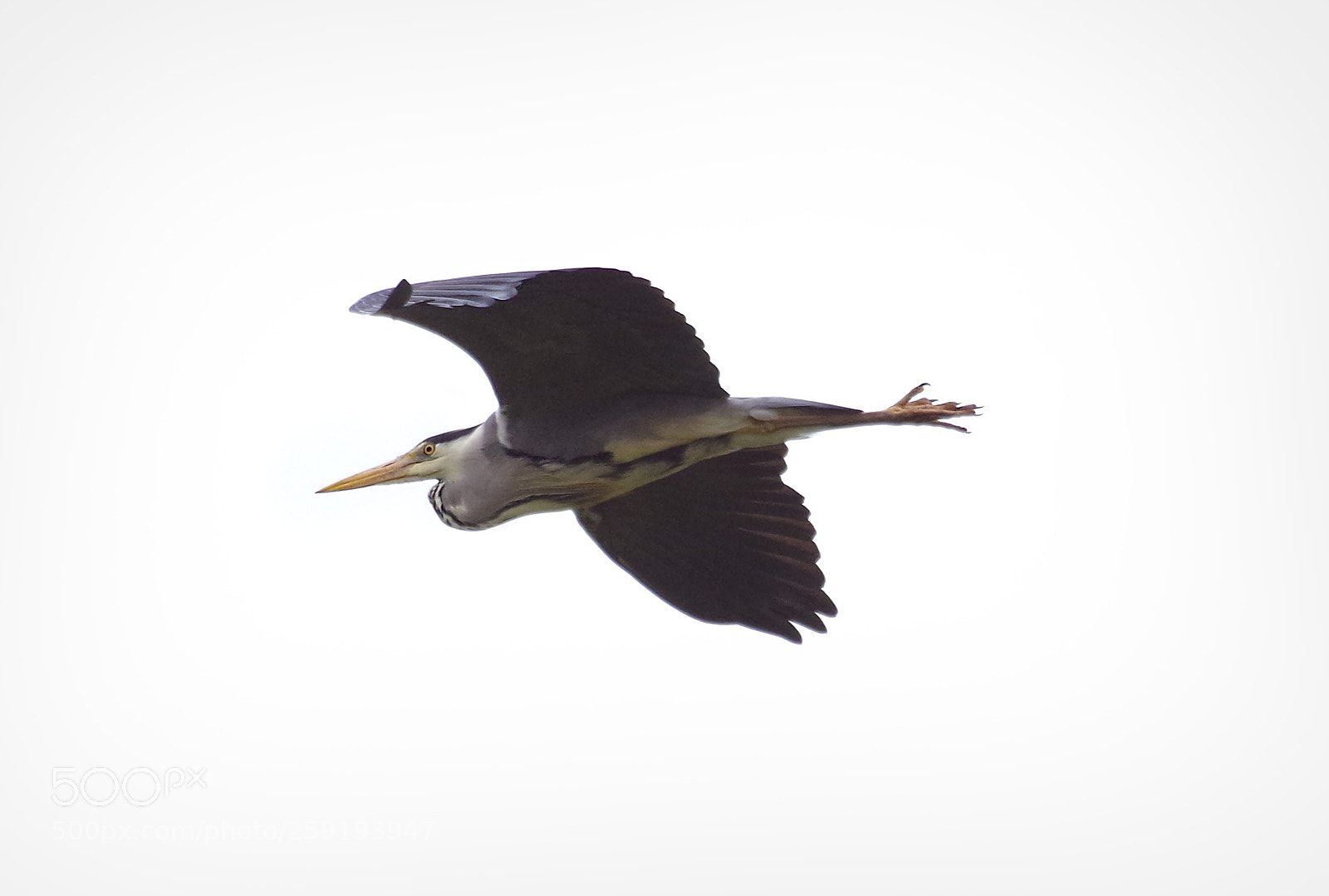 Pentax K-30 sample photo. Grey heron photography