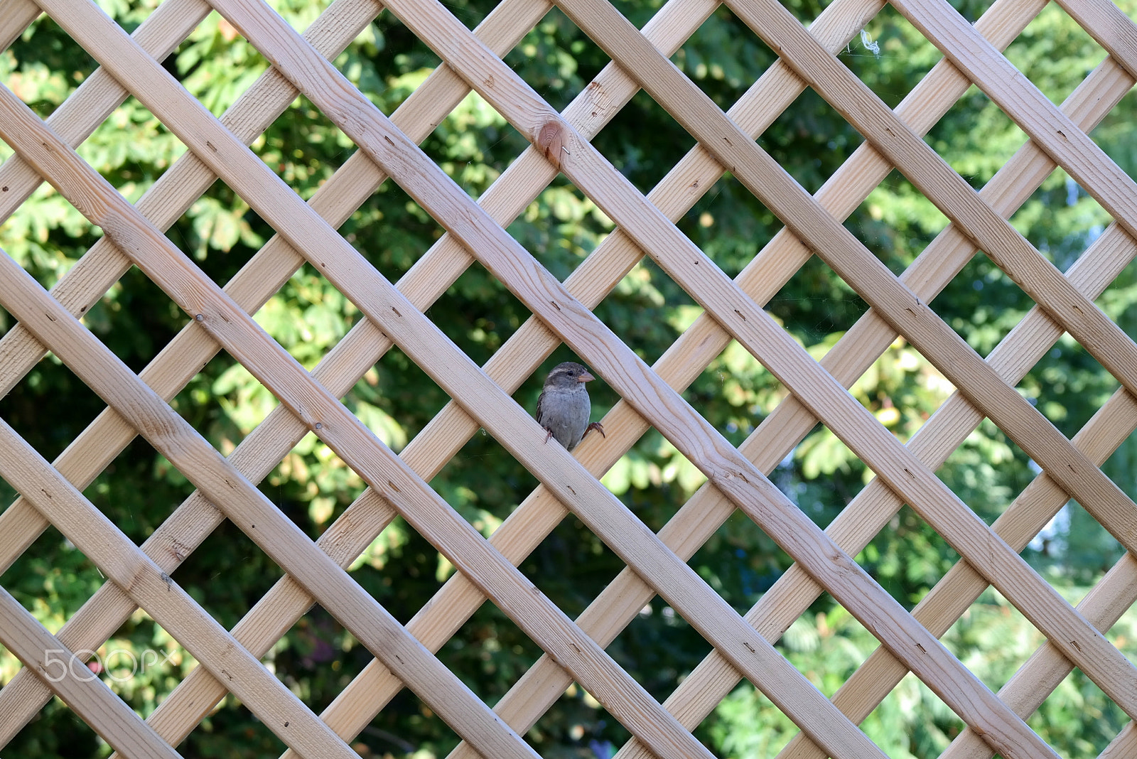 Samsung NX300M sample photo. House sparrow photography
