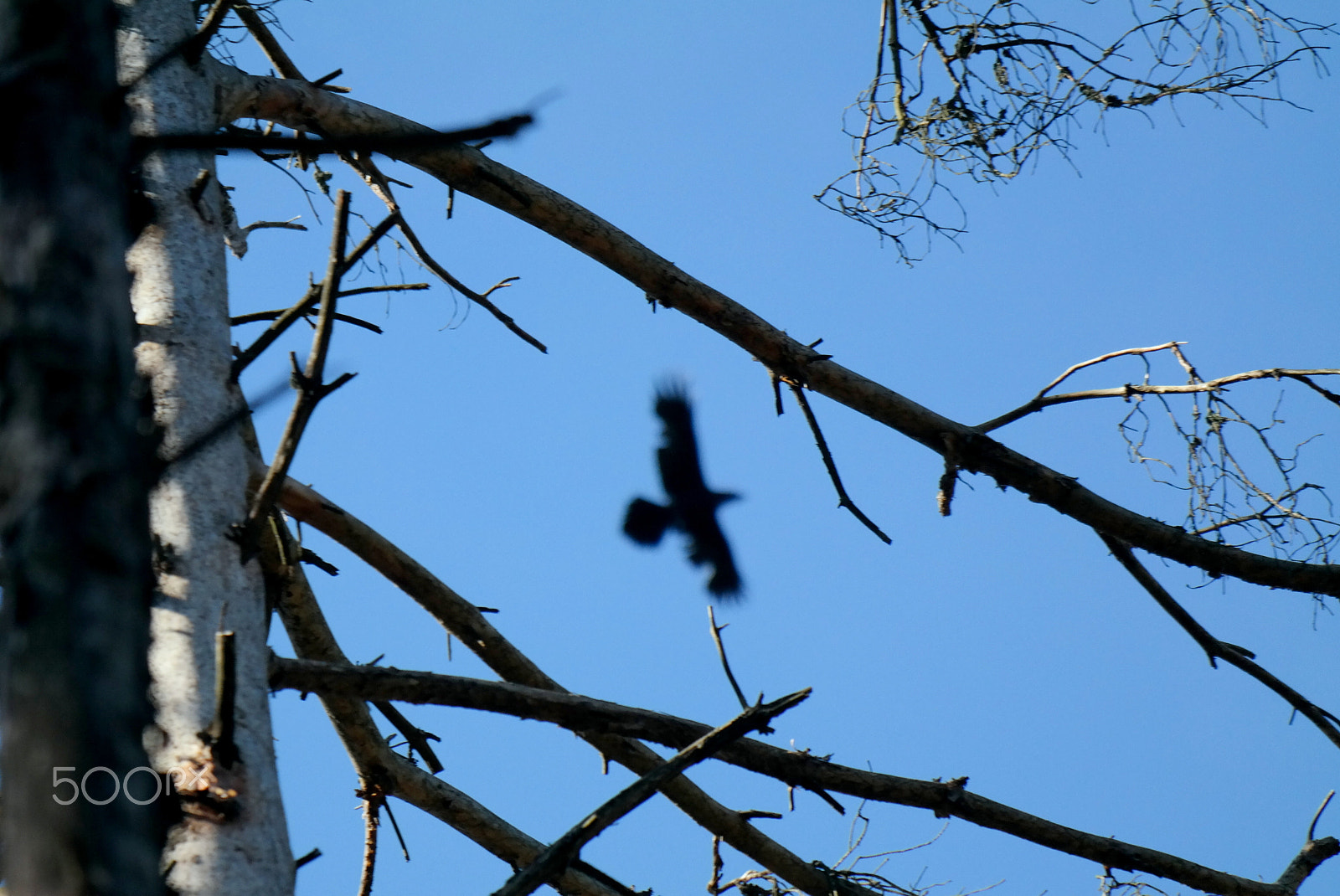 Samsung NX300M sample photo. Raven photography