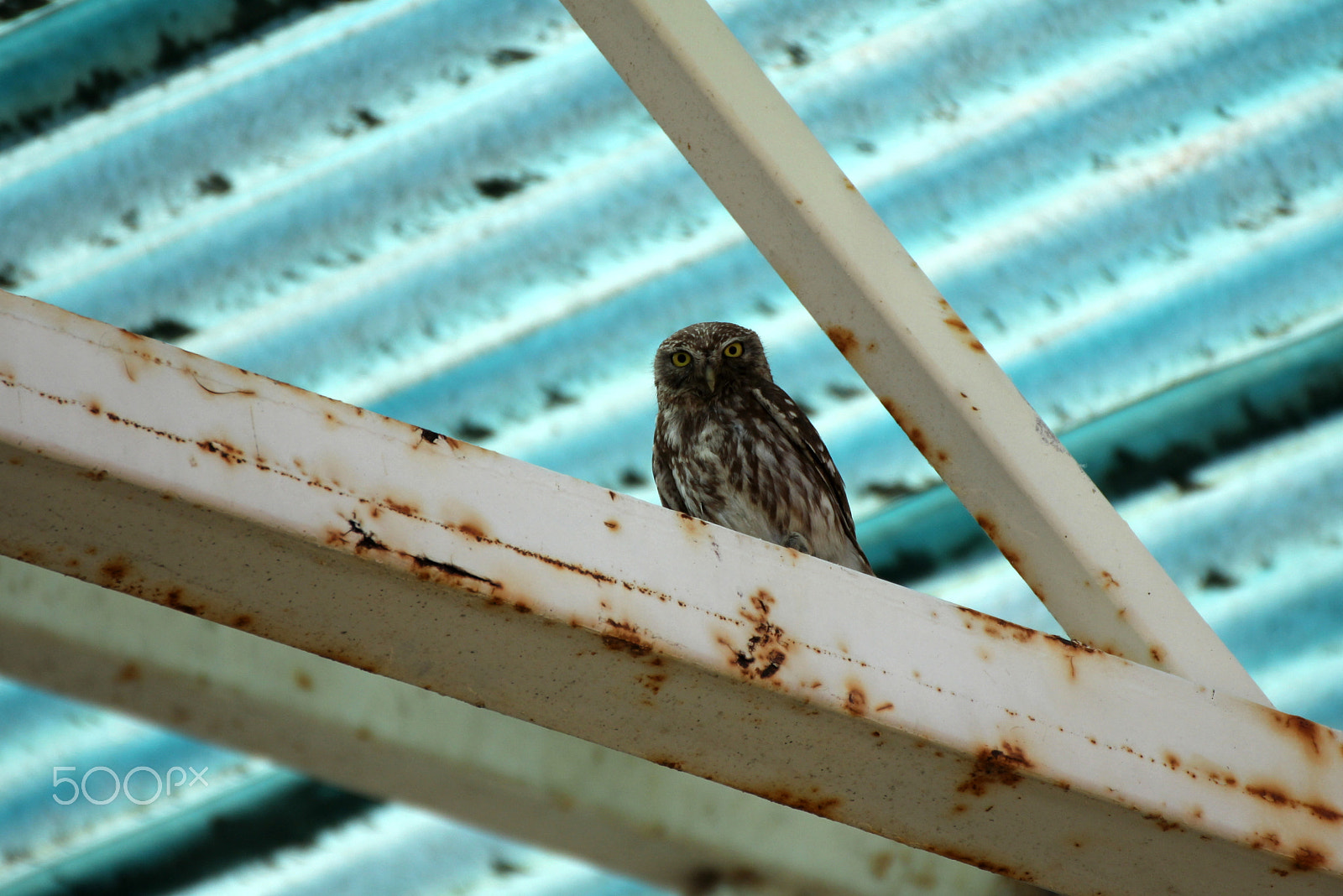 Canon EOS 60D + Tamron SP 35mm F1.8 Di VC USD sample photo. Little owl photography