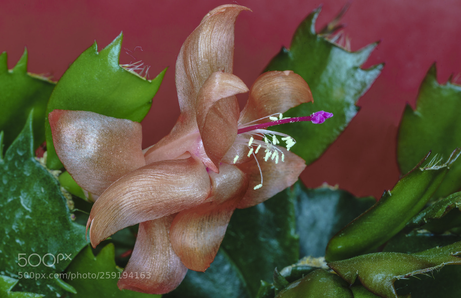 Sony a7R II sample photo. Succulent..... photography
