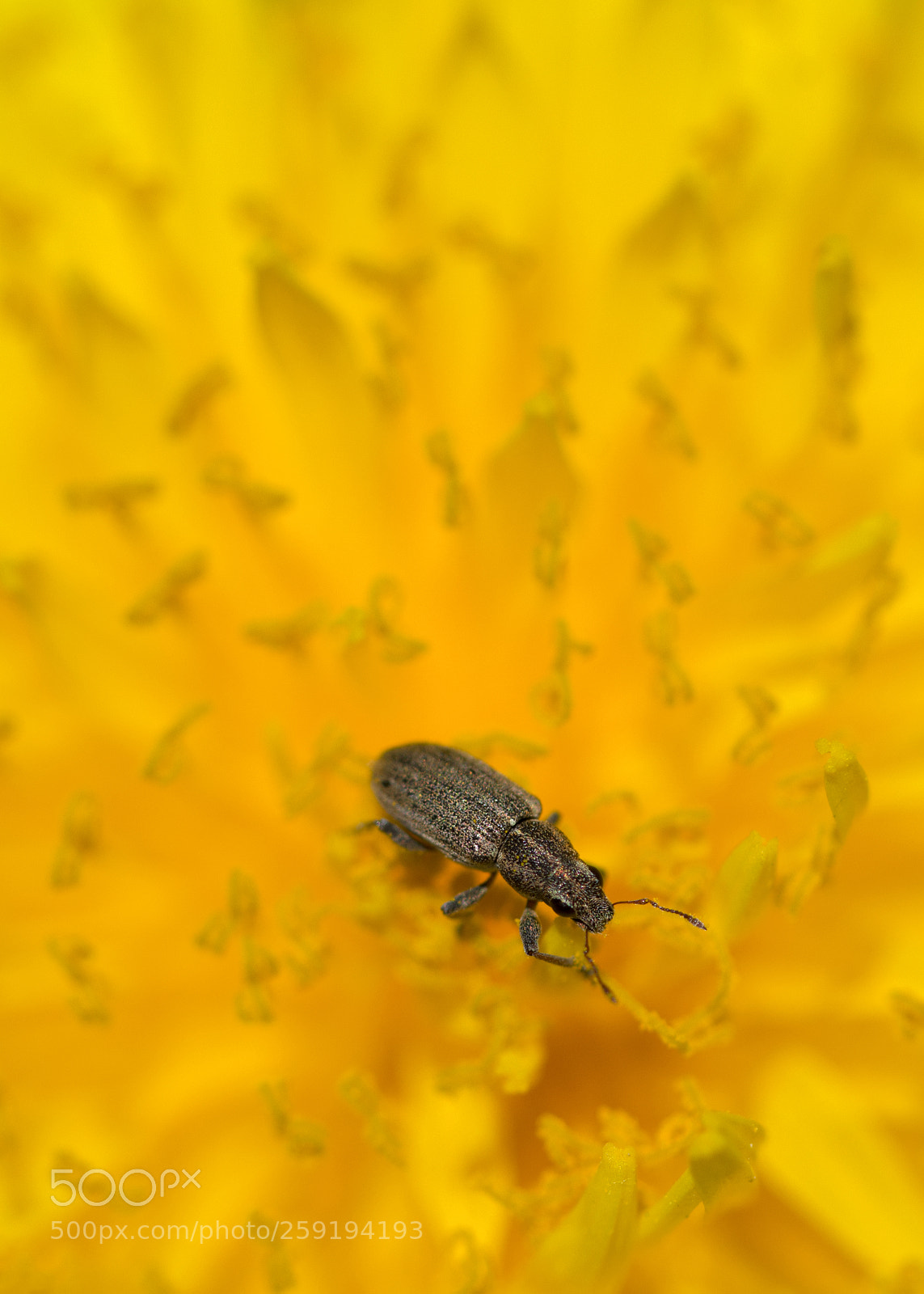 Nikon D7100 sample photo. Yellow adventure photography