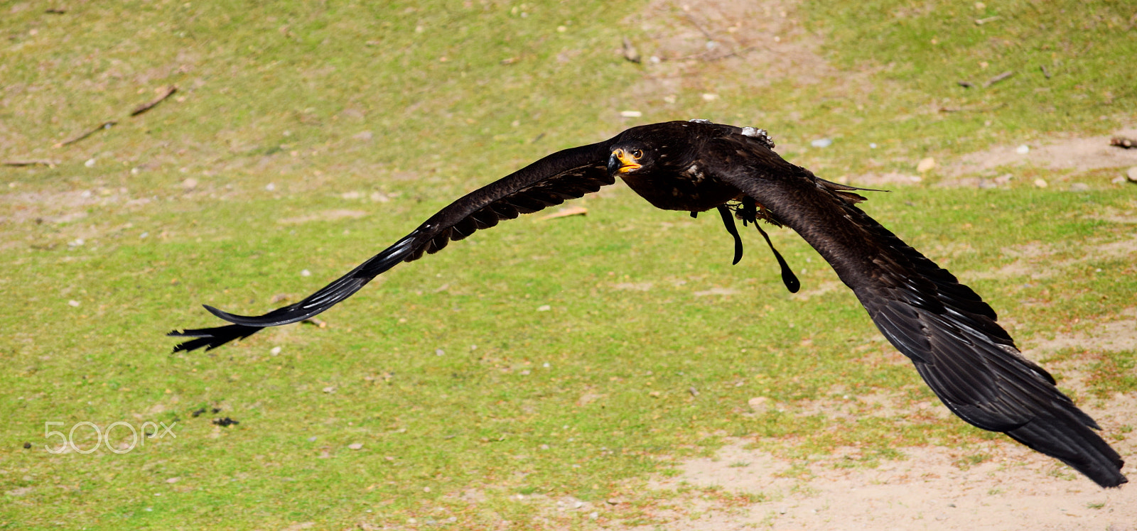 Nikon D5300 sample photo. Young bald eagle photography