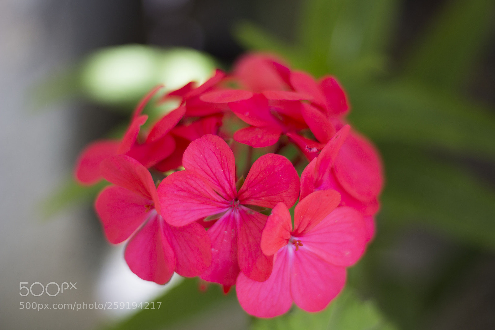 Canon EOS 700D (EOS Rebel T5i / EOS Kiss X7i) sample photo. Img photography