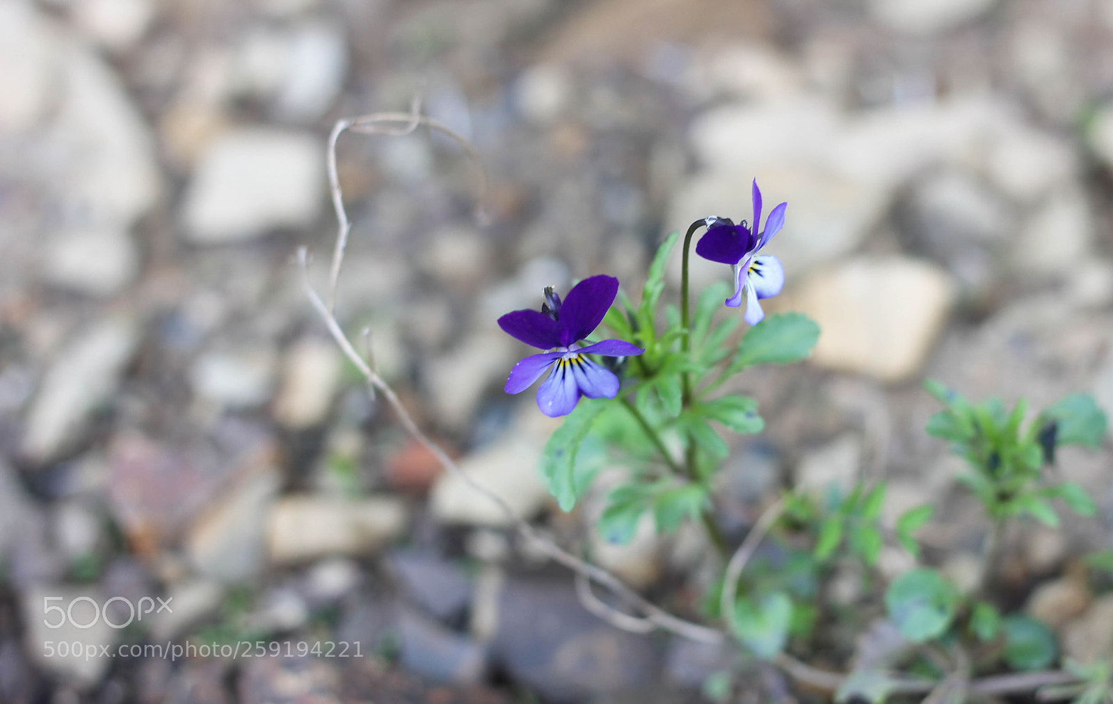 Canon EOS 600D (Rebel EOS T3i / EOS Kiss X5) sample photo. Lady's delight photography