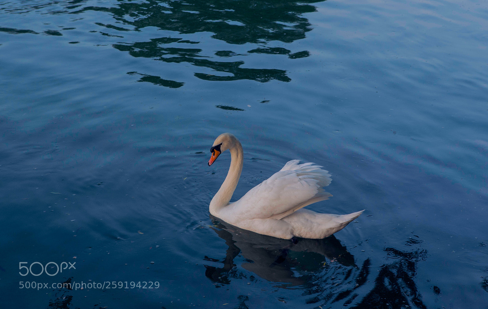 Canon EOS-1D X sample photo. Swan photography