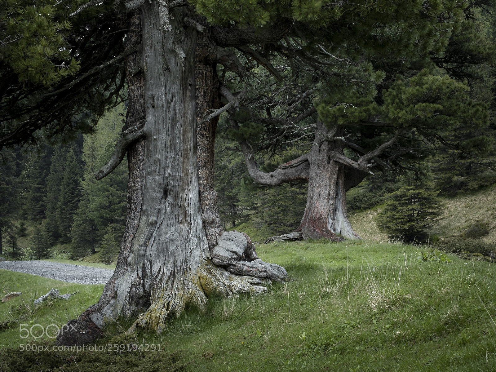 Fujifilm X-T2 sample photo. Old tree friends photography