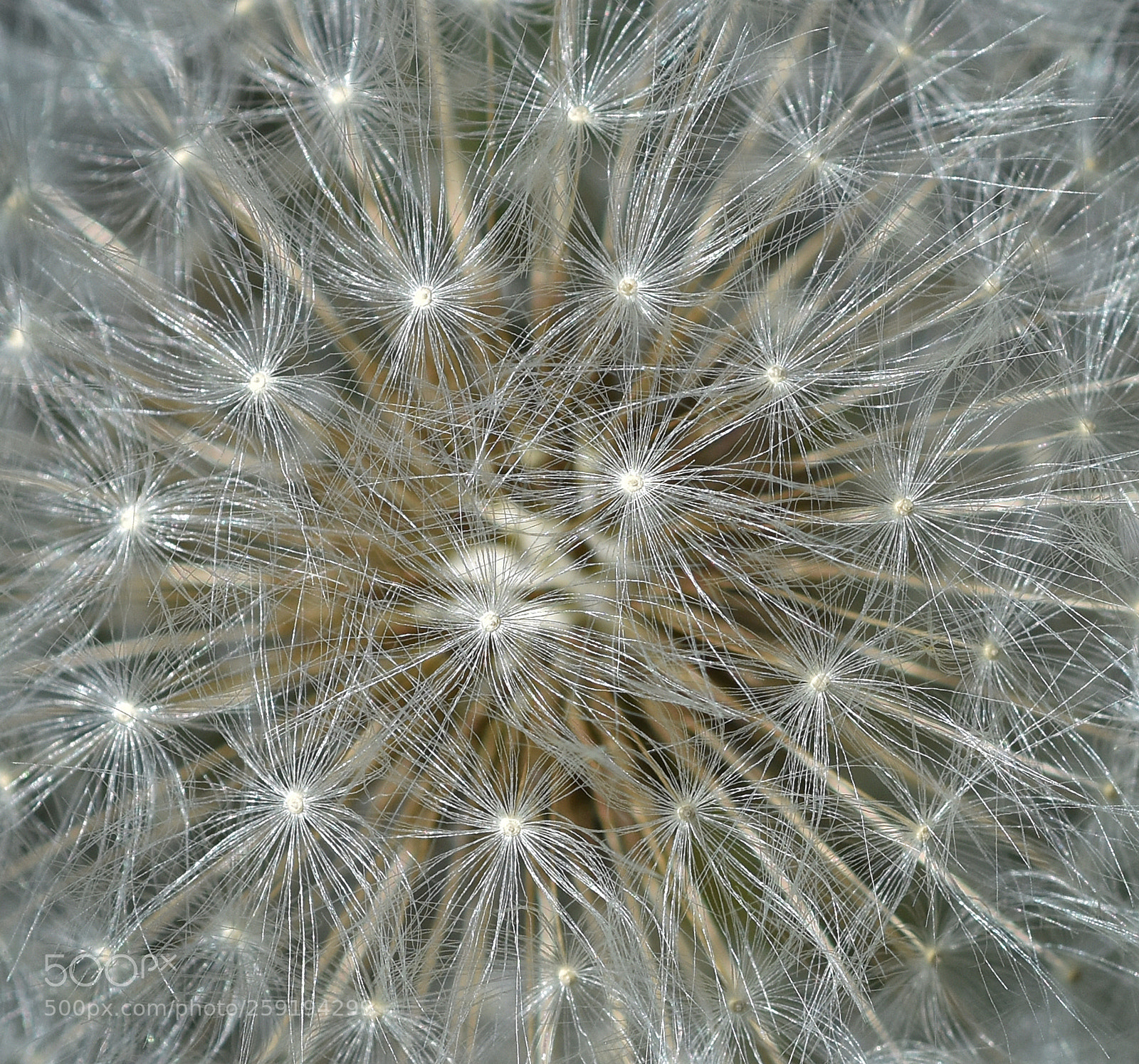 Nikon D7200 sample photo. Dandelion clock photography