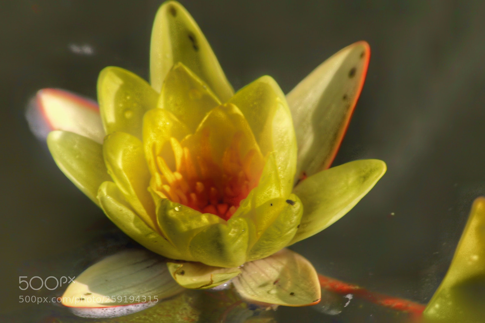 Canon EOS 750D (EOS Rebel T6i / EOS Kiss X8i) sample photo. Mellow yelloww photography
