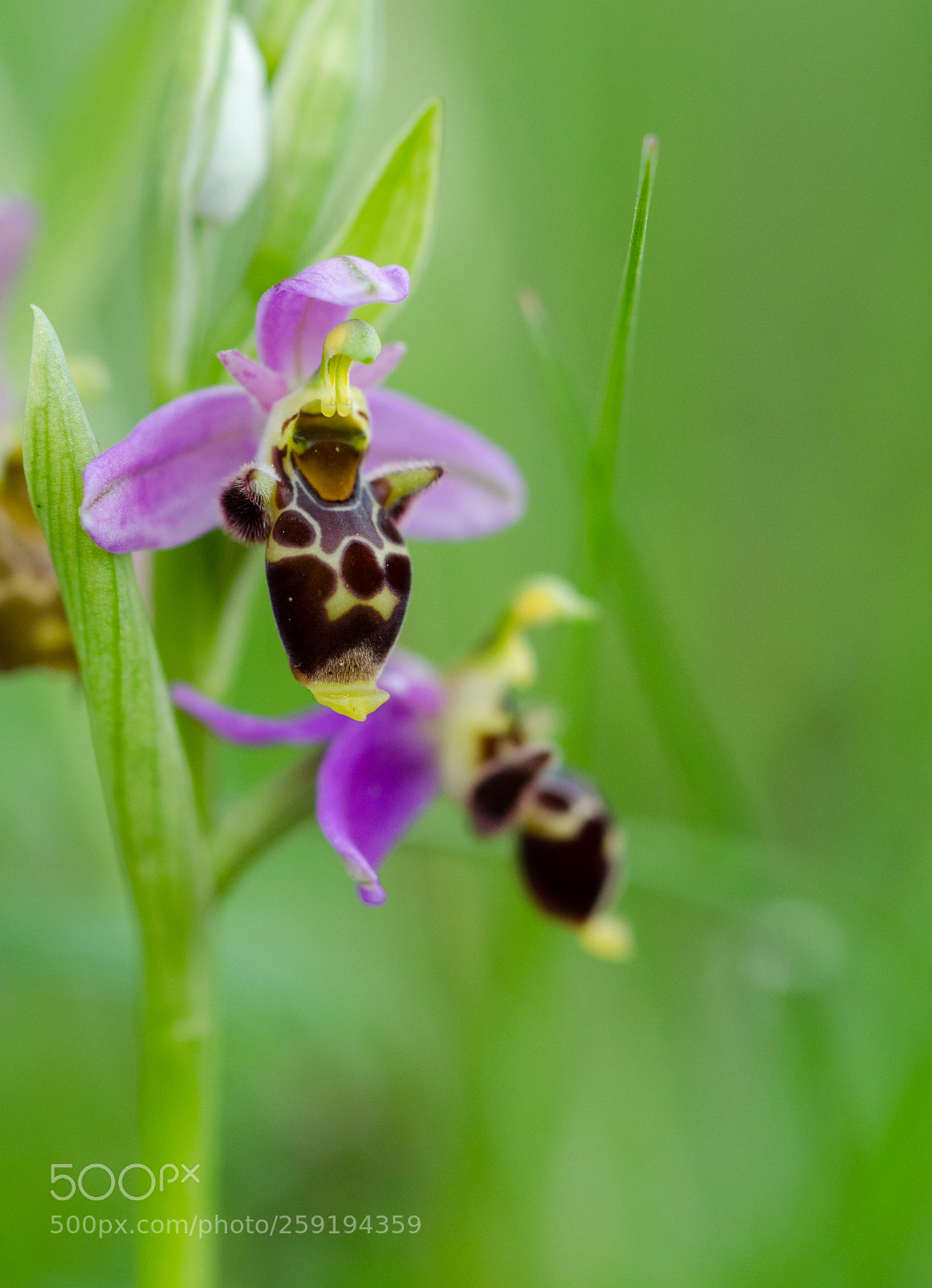 Nikon D5100 sample photo. Ophrys photography