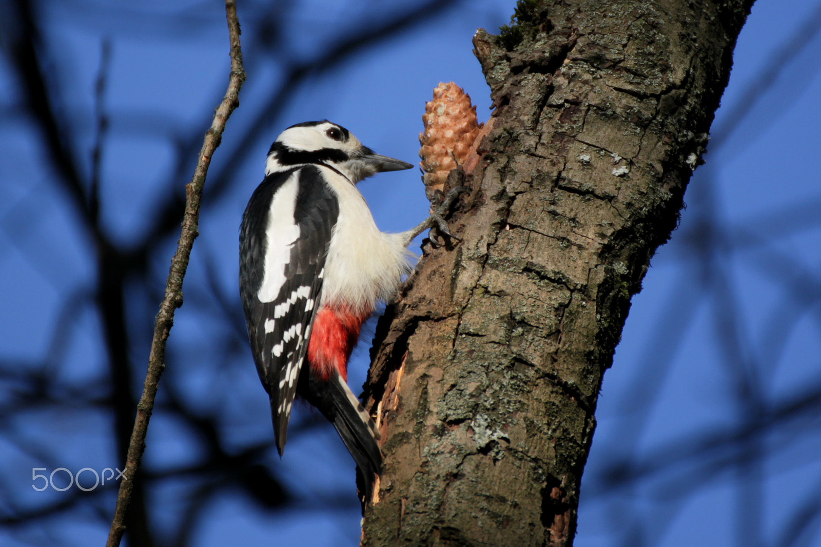 Canon EOS 500D (EOS Rebel T1i / EOS Kiss X3) sample photo. Great spotted woodpecker photography