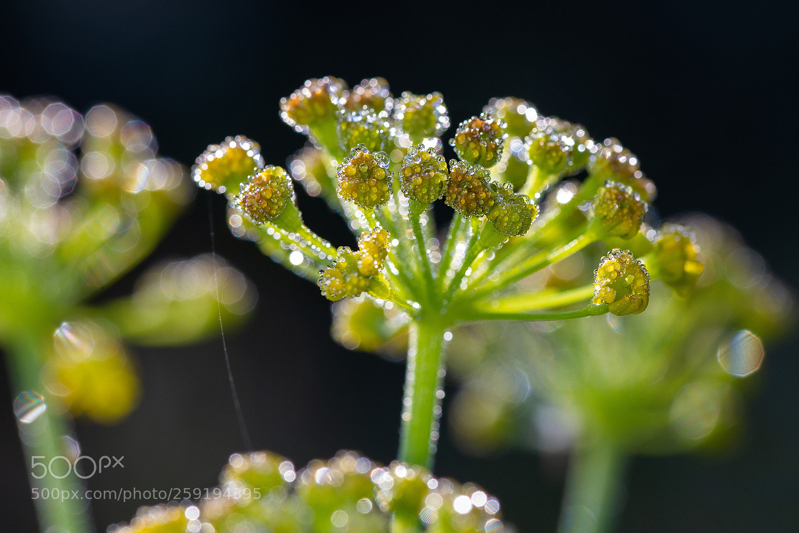 Canon EOS 6D sample photo. Gotas sobre plantas photography