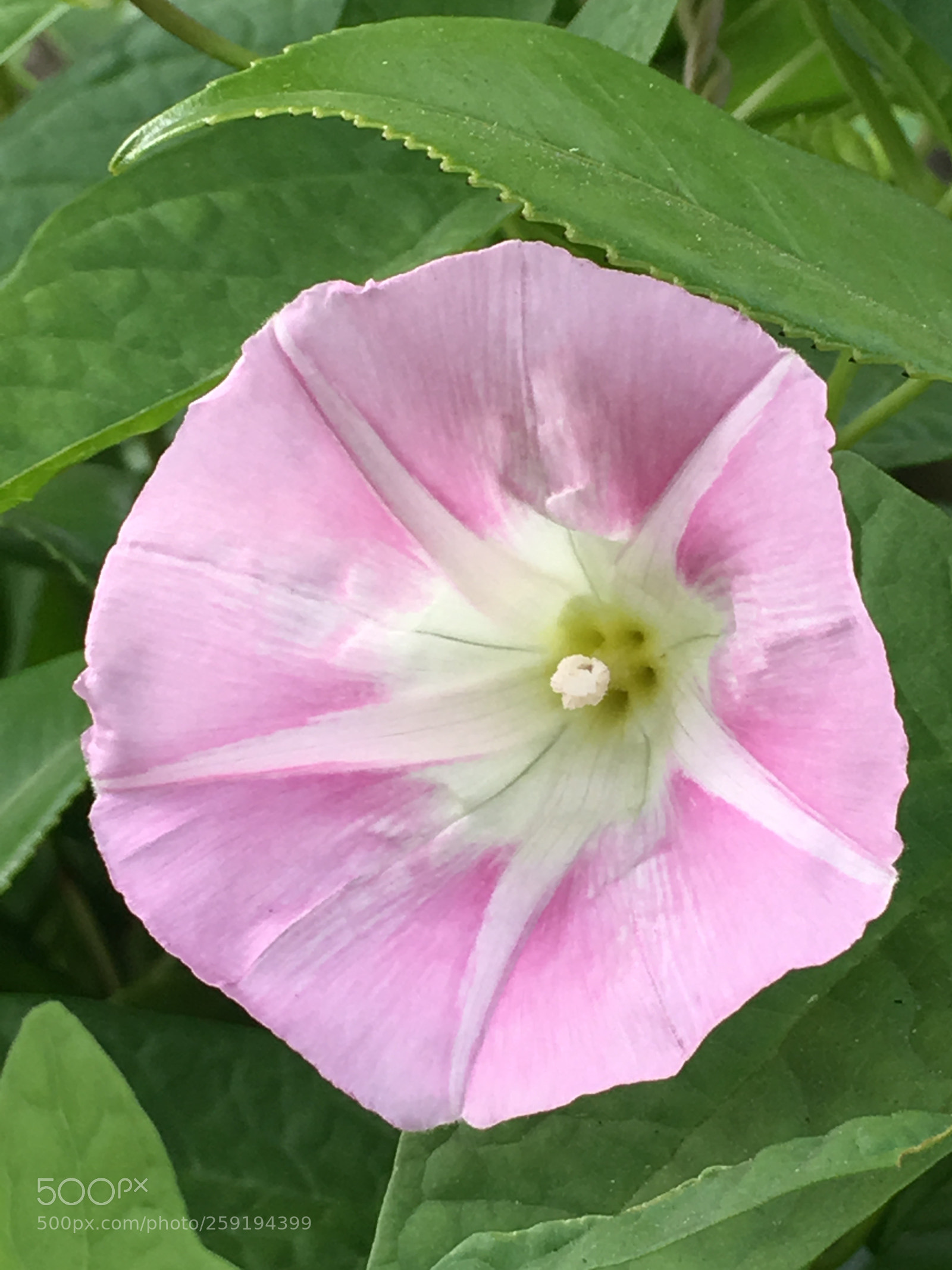 Apple iPhone 6s Plus sample photo. Spring2018 flowers photography