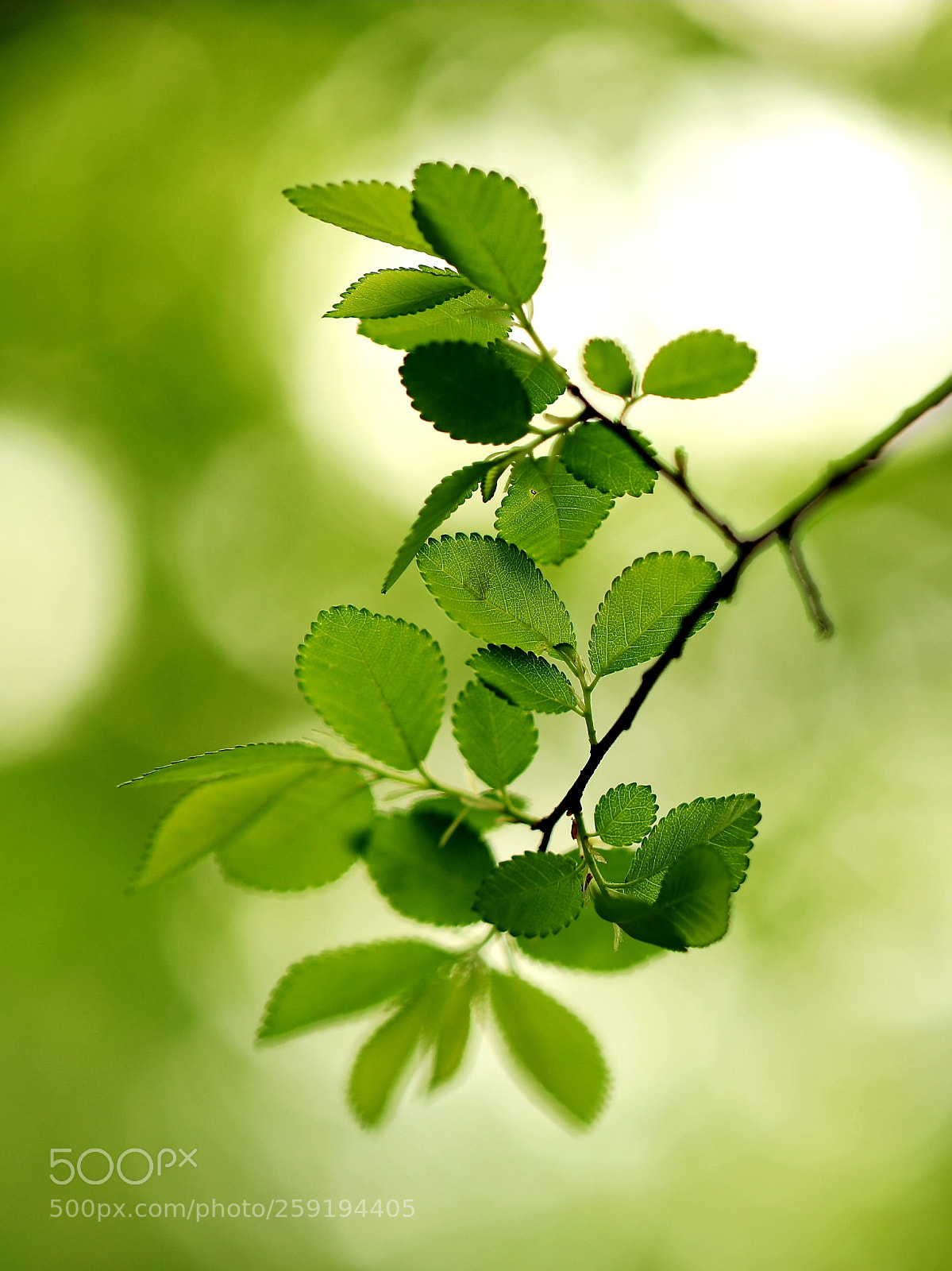 Canon EOS 5D Mark IV sample photo. Deep green photography