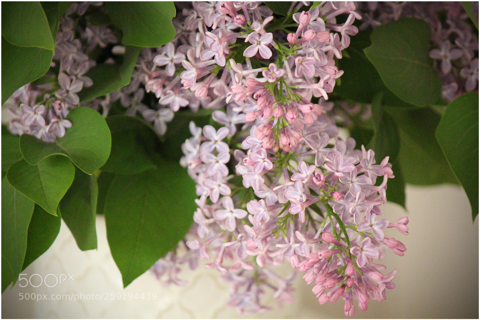 Canon EOS 650D (EOS Rebel T4i / EOS Kiss X6i) sample photo. May beauties photography