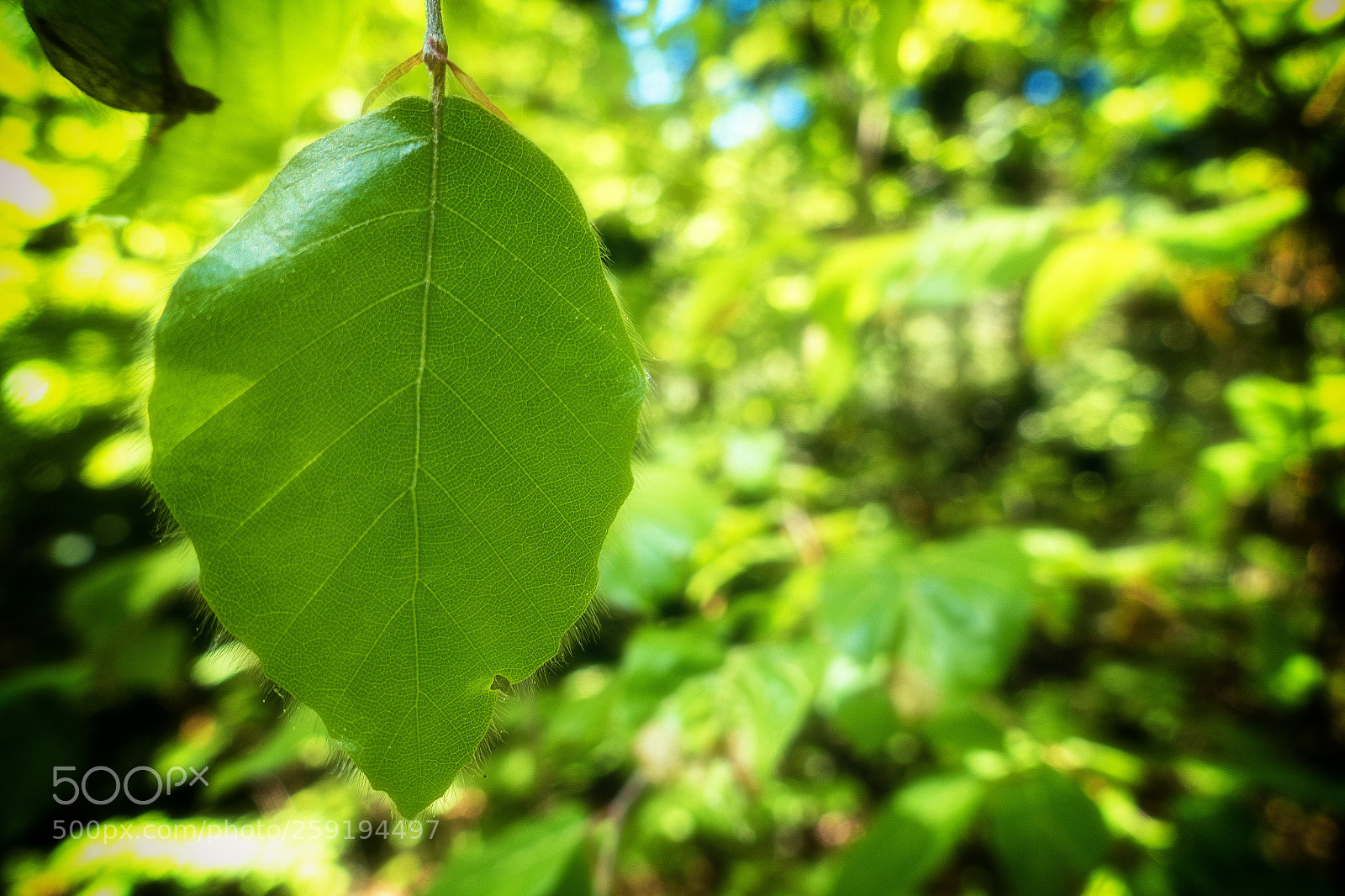 Sony Cyber-shot DSC-RX100 III sample photo. Dream green photography