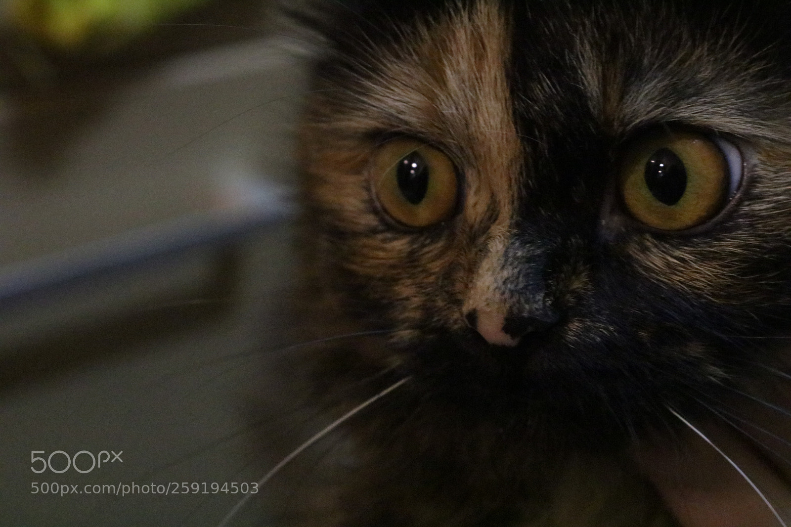 Canon EOS 750D (EOS Rebel T6i / EOS Kiss X8i) sample photo. Cat with yellow eyes photography
