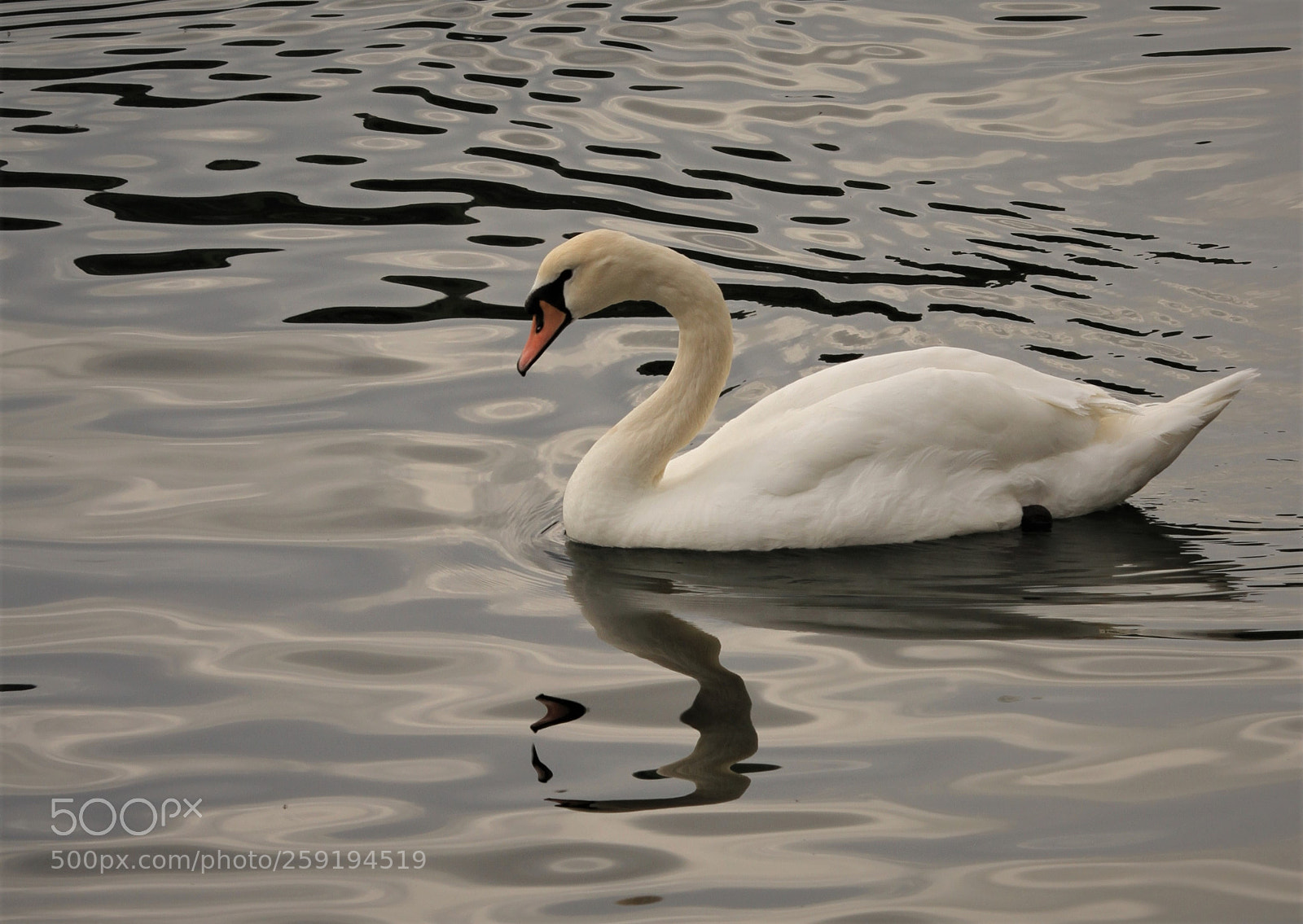 Canon EOS 7D sample photo. The swan photography