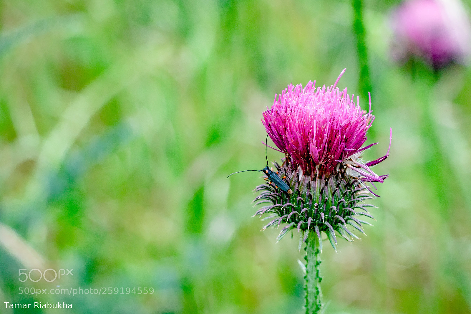 Canon EOS 750D (EOS Rebel T6i / EOS Kiss X8i) sample photo. Resting on the flower photography