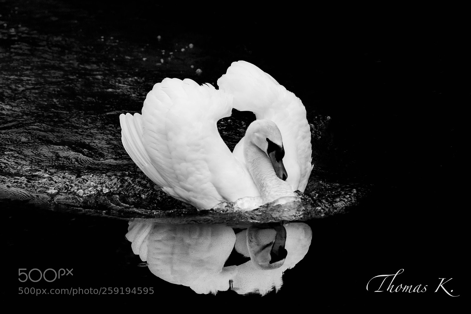 Sony SLT-A99V sample photo. White swan in black photography