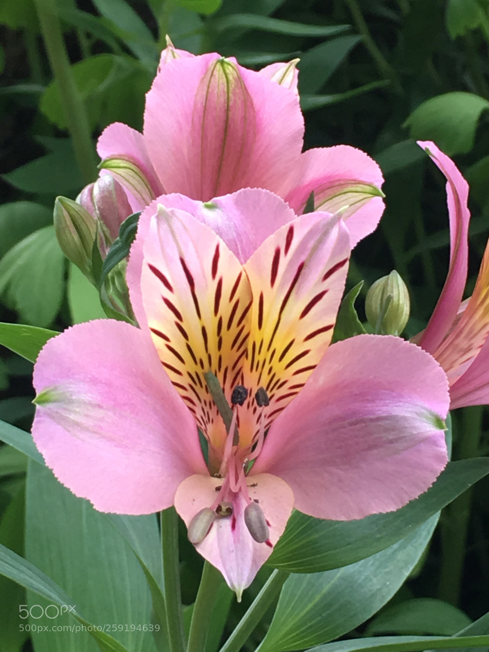 Apple iPhone 6s Plus sample photo. Spring2018 flowers photography