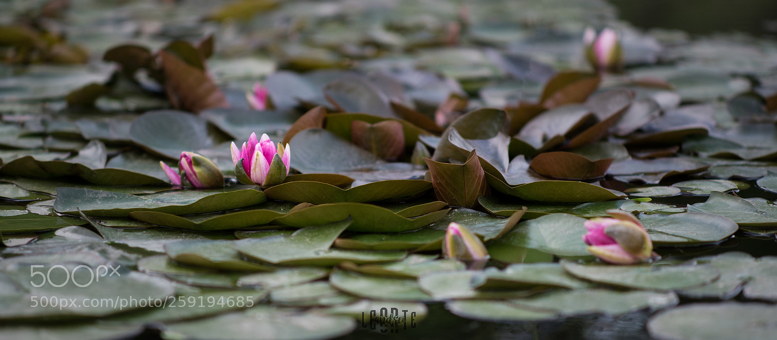 Nikon D750 sample photo. Water lily photography