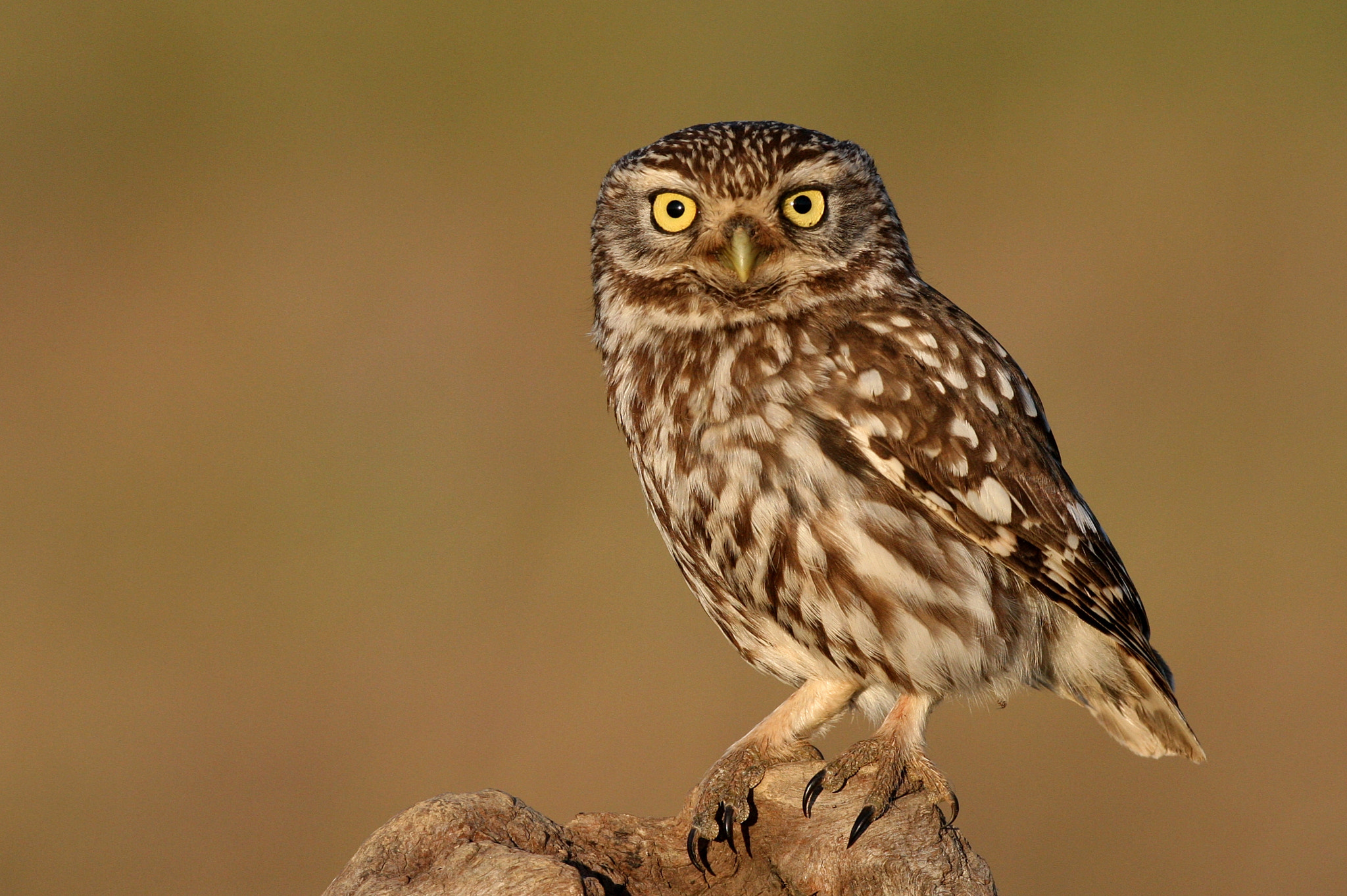 Canon EOS-1D Mark III sample photo. Little owl photography