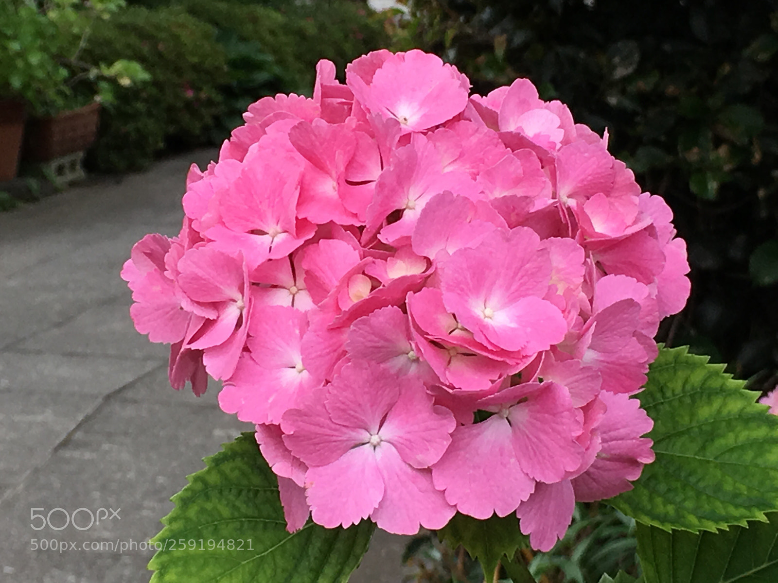 Apple iPhone 6s Plus sample photo. Spring2018 flowers photography